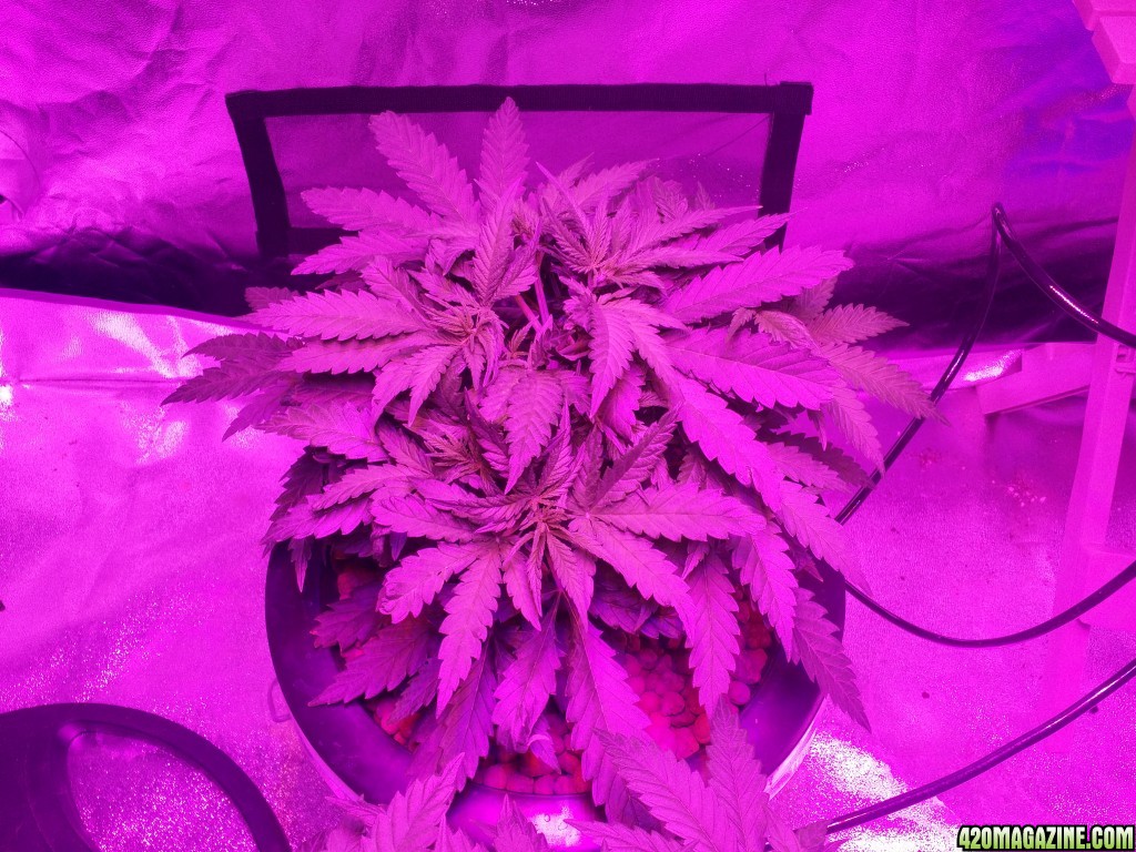 the other super silver haze dwc at 5 weeks old