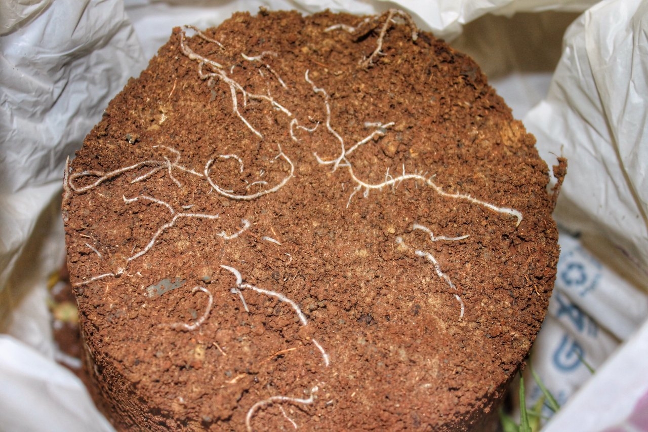 The roots, 20cm pot.
