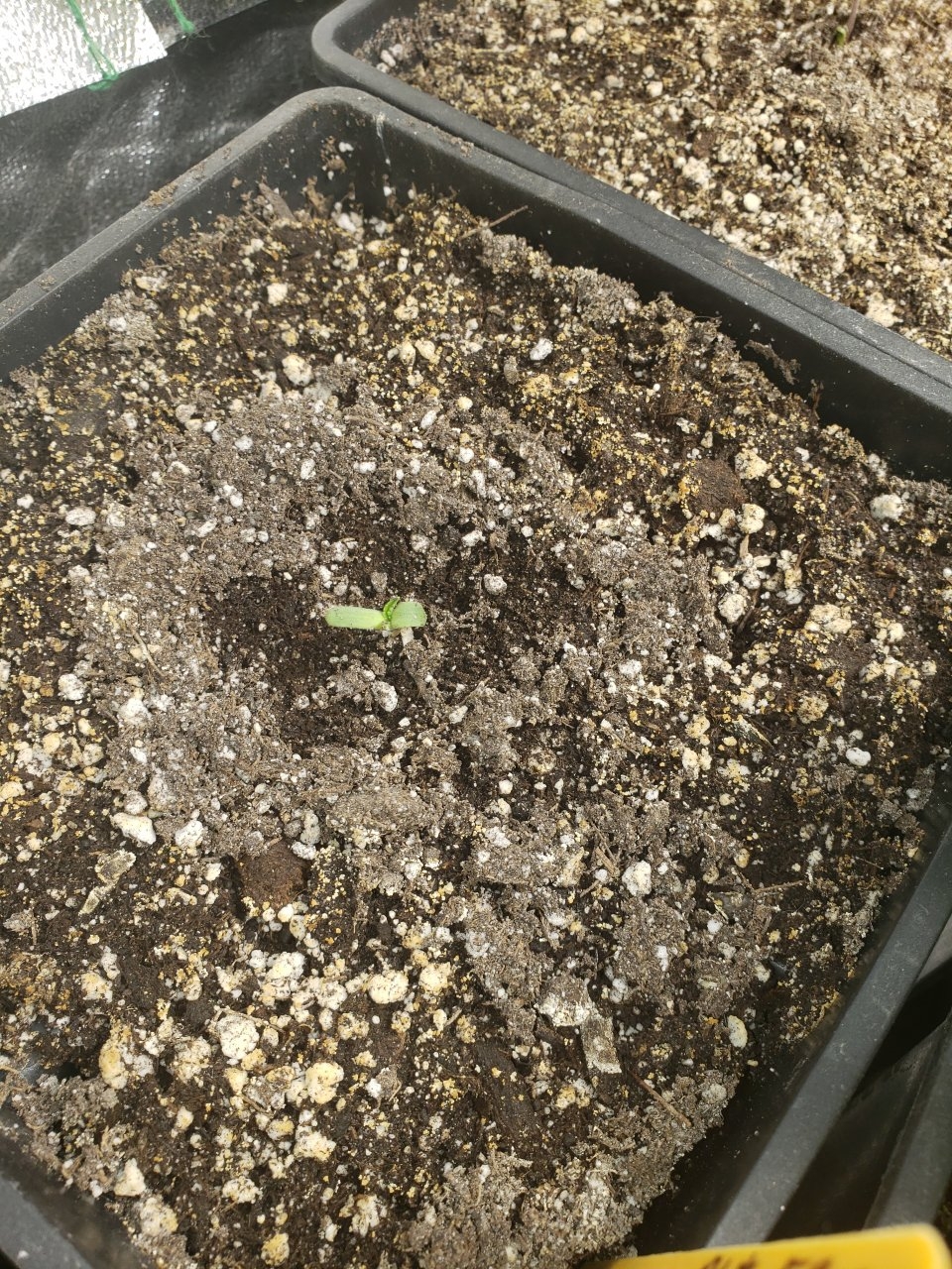 The yellow HB R.L.T seedling now green lol