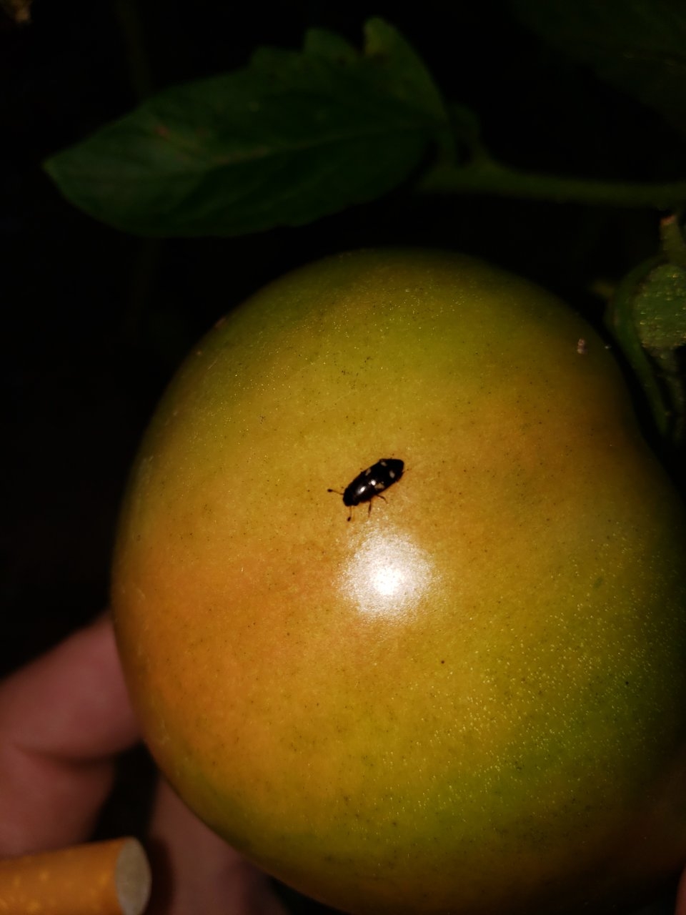 These r the bugs tht r eatn tomato
