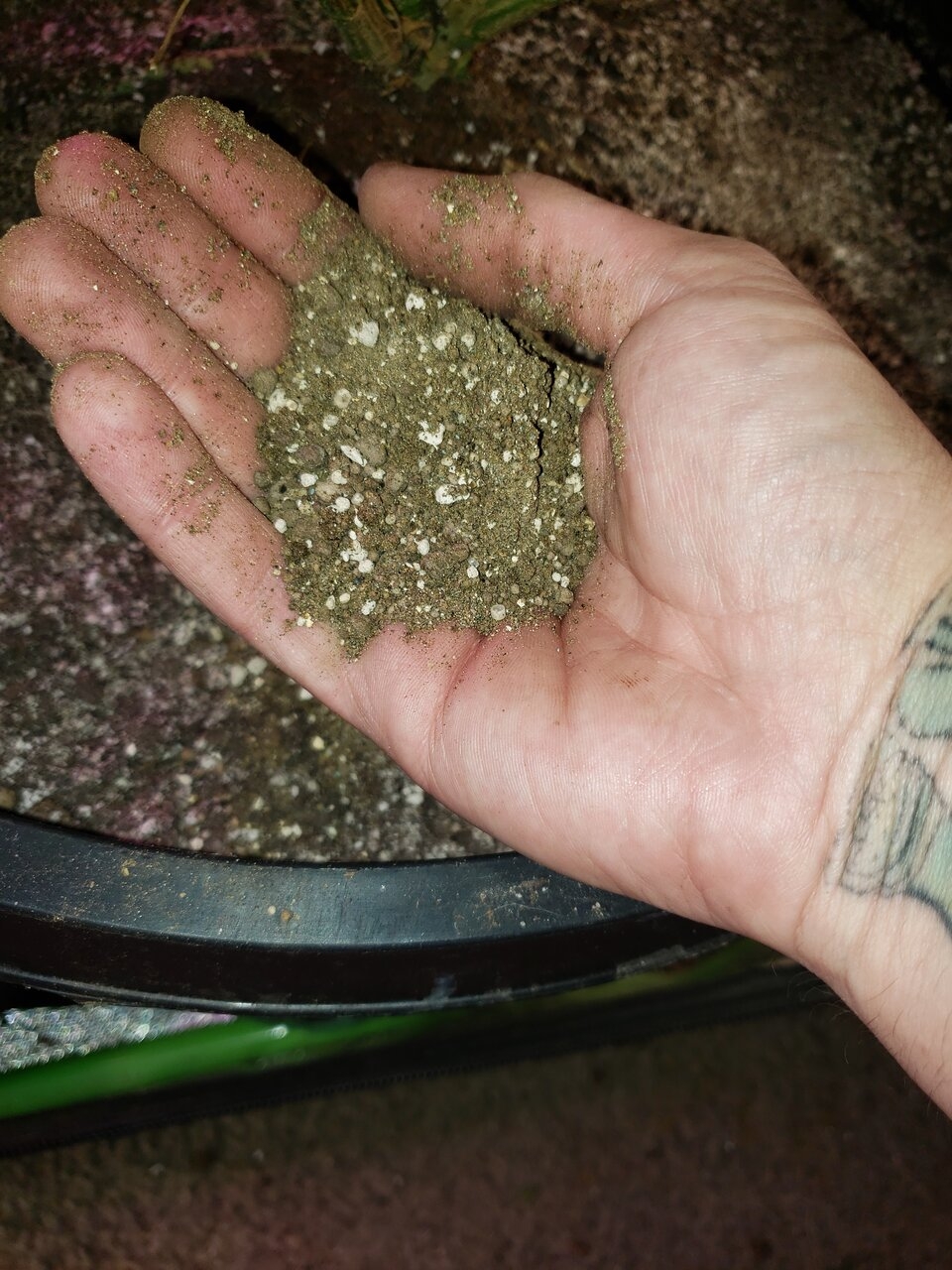 This is about how much i used a small handfull per plant