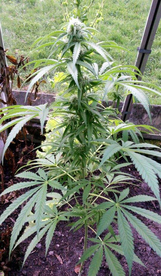 this one grow keeps kicking my soil - flowering plant from 2014