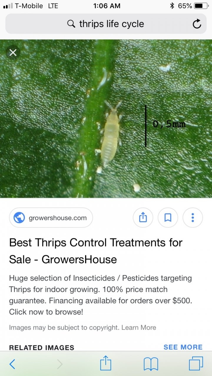 Thrips