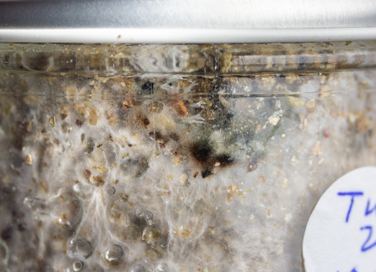 Tidal wave substrate jar loose lid contaminant possible-3.jpg