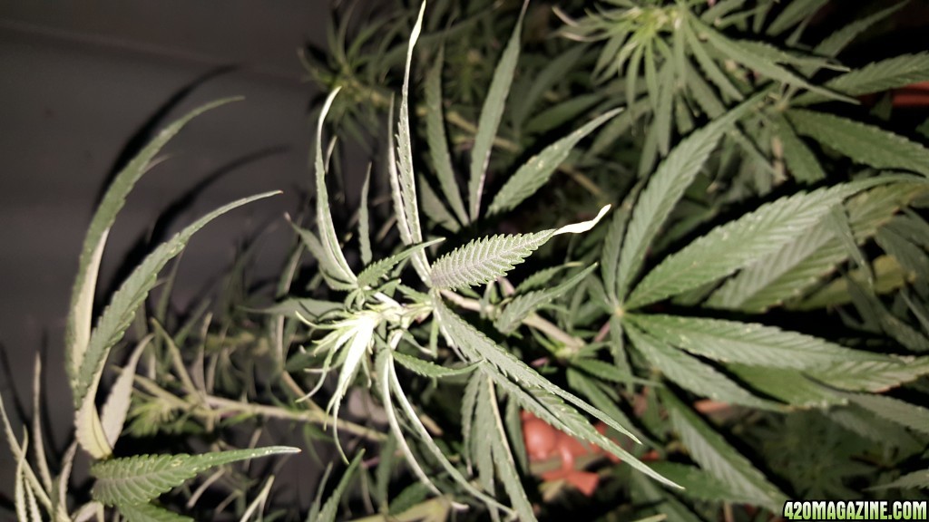 tips of leaves curling