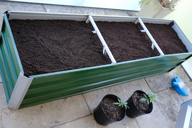 Top Layer - previously used container soil, topped with more Herbi's living soil