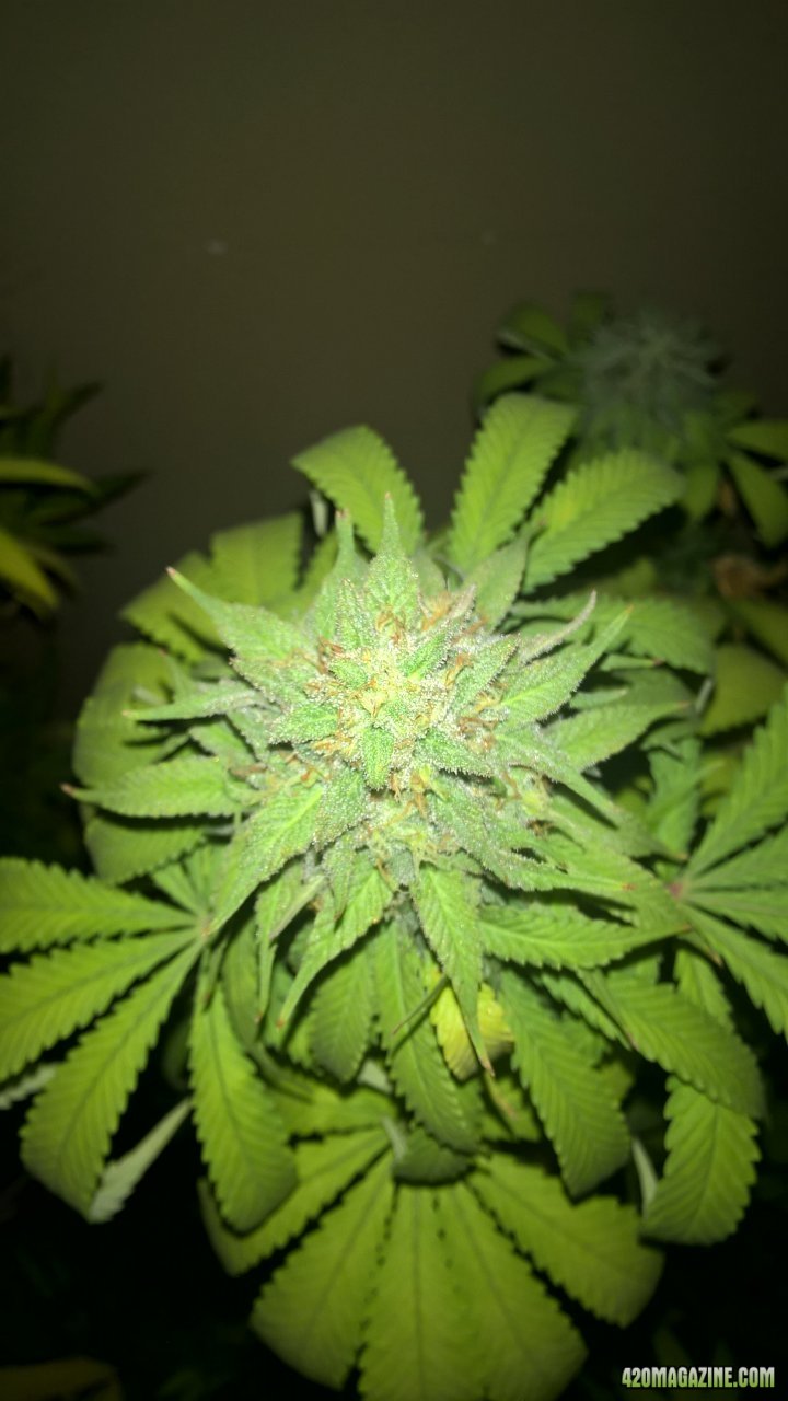 topped cola - lower bud