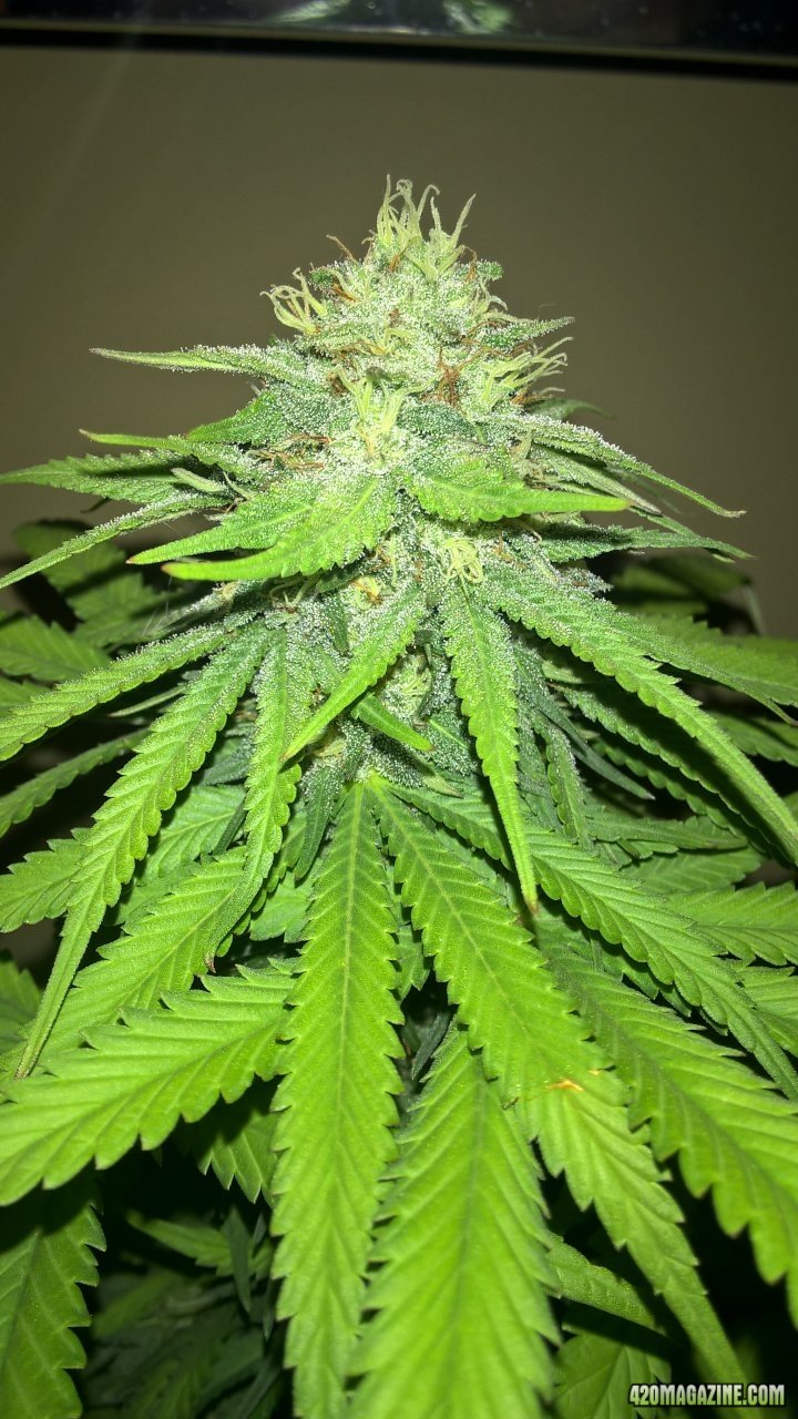 topped cola