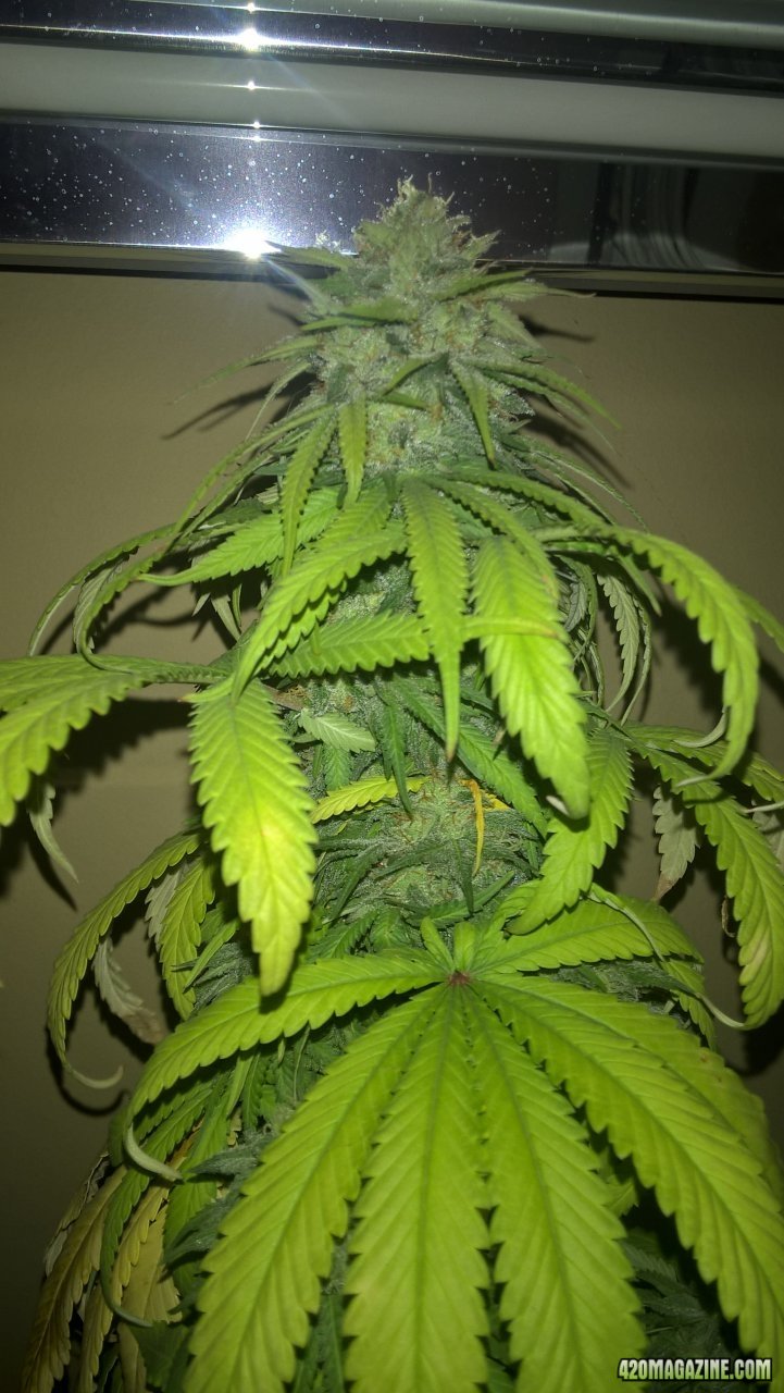 topped cola