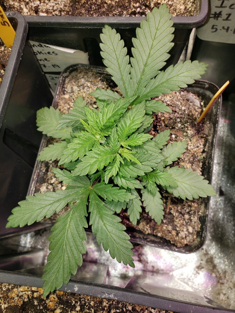 Topped HB White Berry b4 lst training