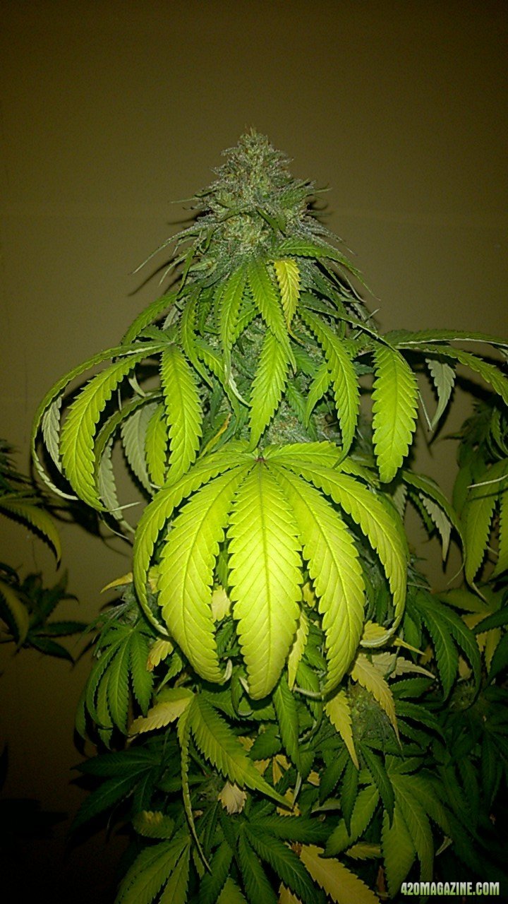 topped lower cola