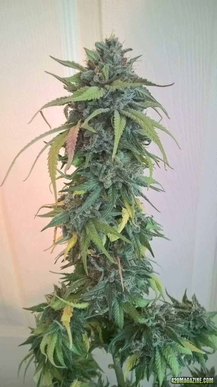 topped main pre harvest
