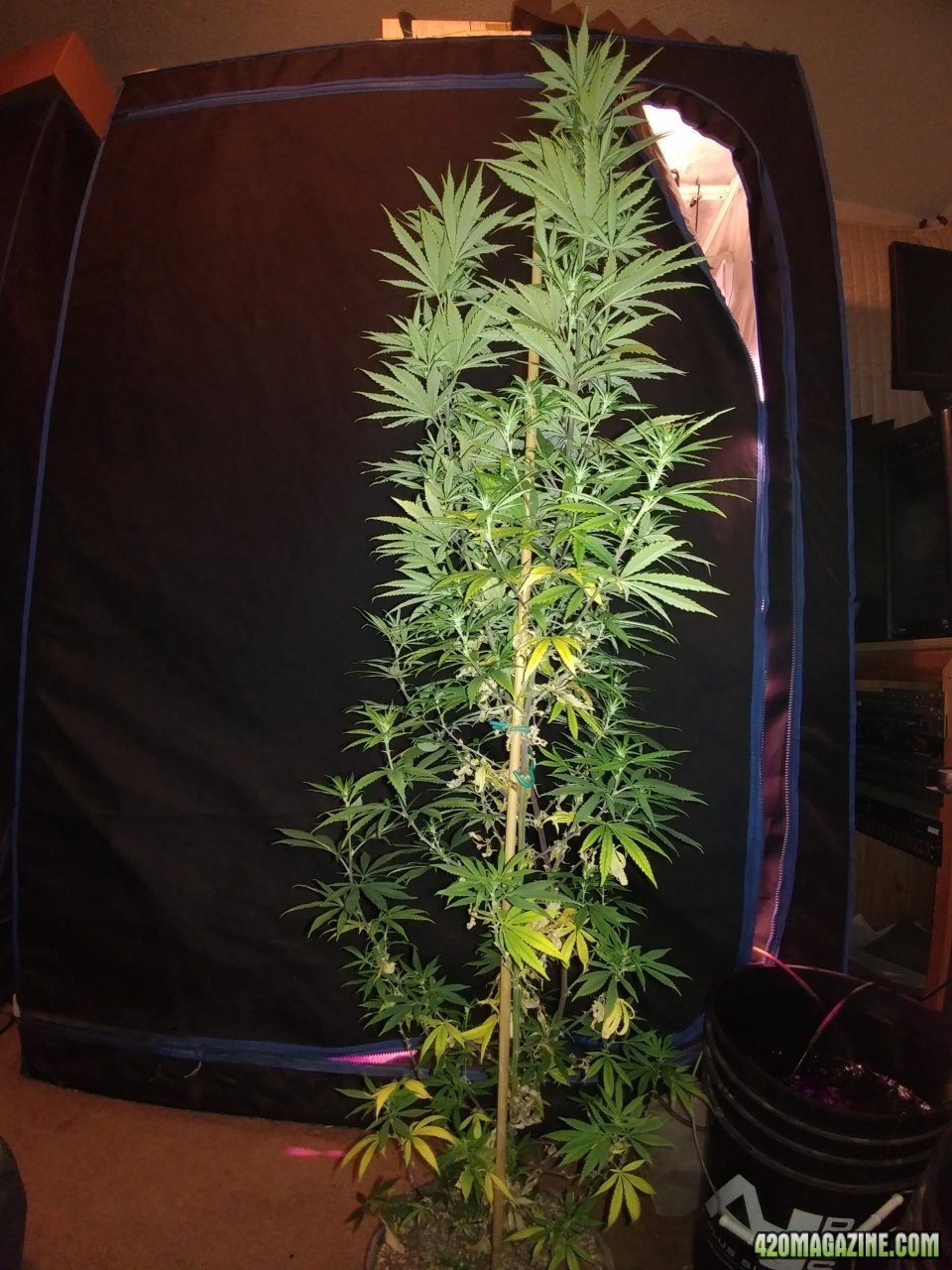Trainwreck flowering feminized seed project silver thiosulfate