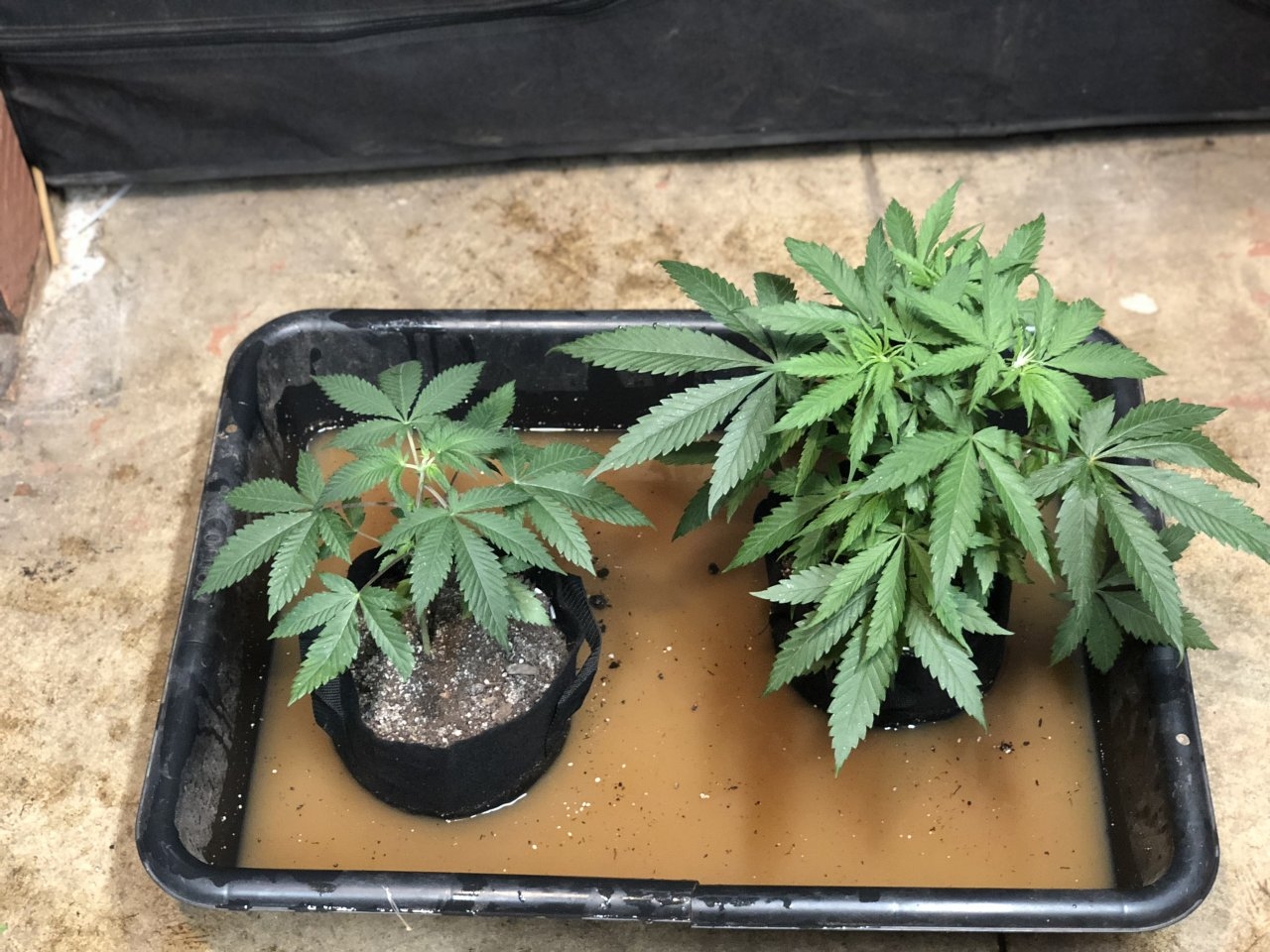 Transplant drench for Blueberry Trainwreck