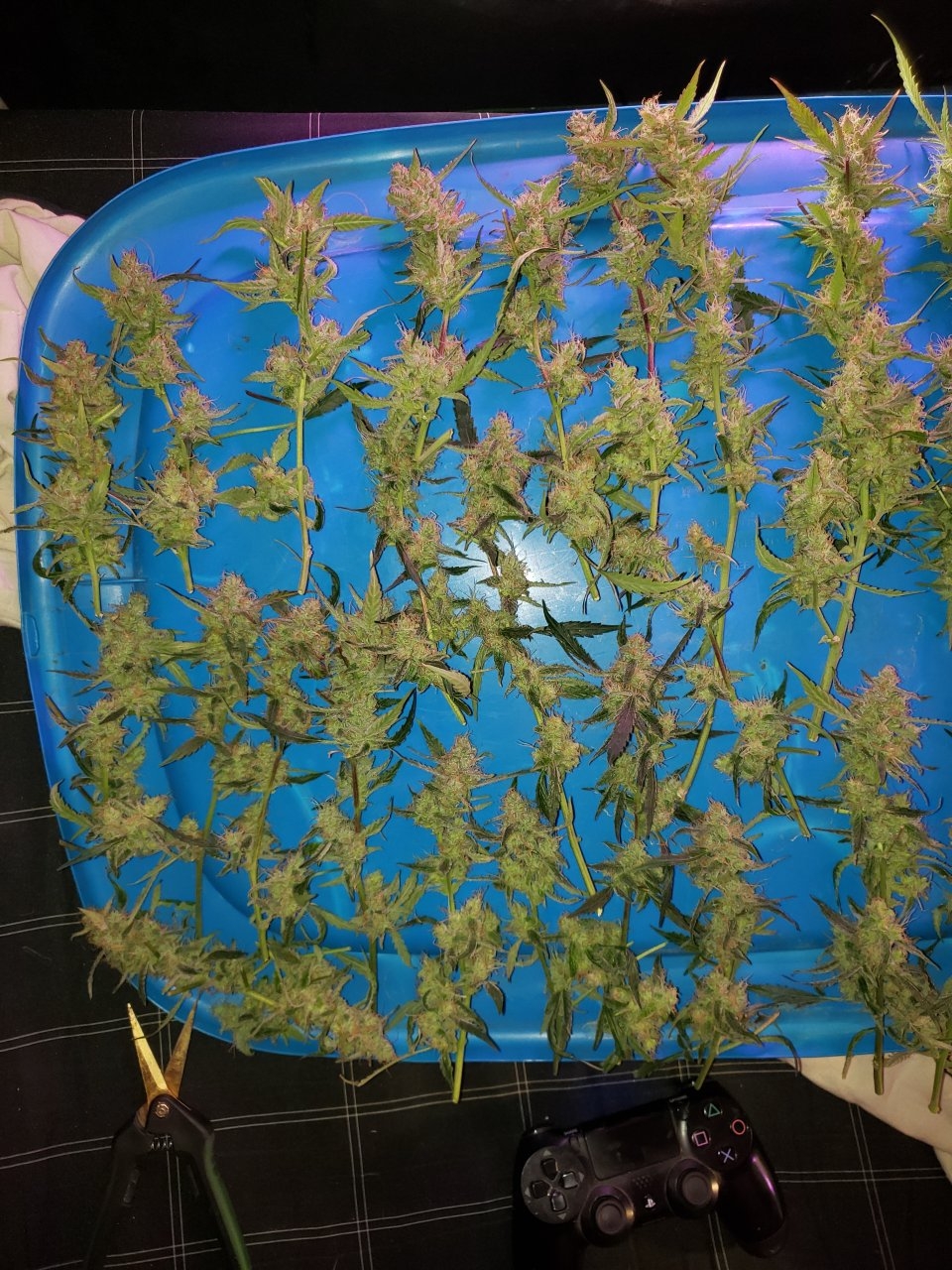 Tray of Bluedream auto buds