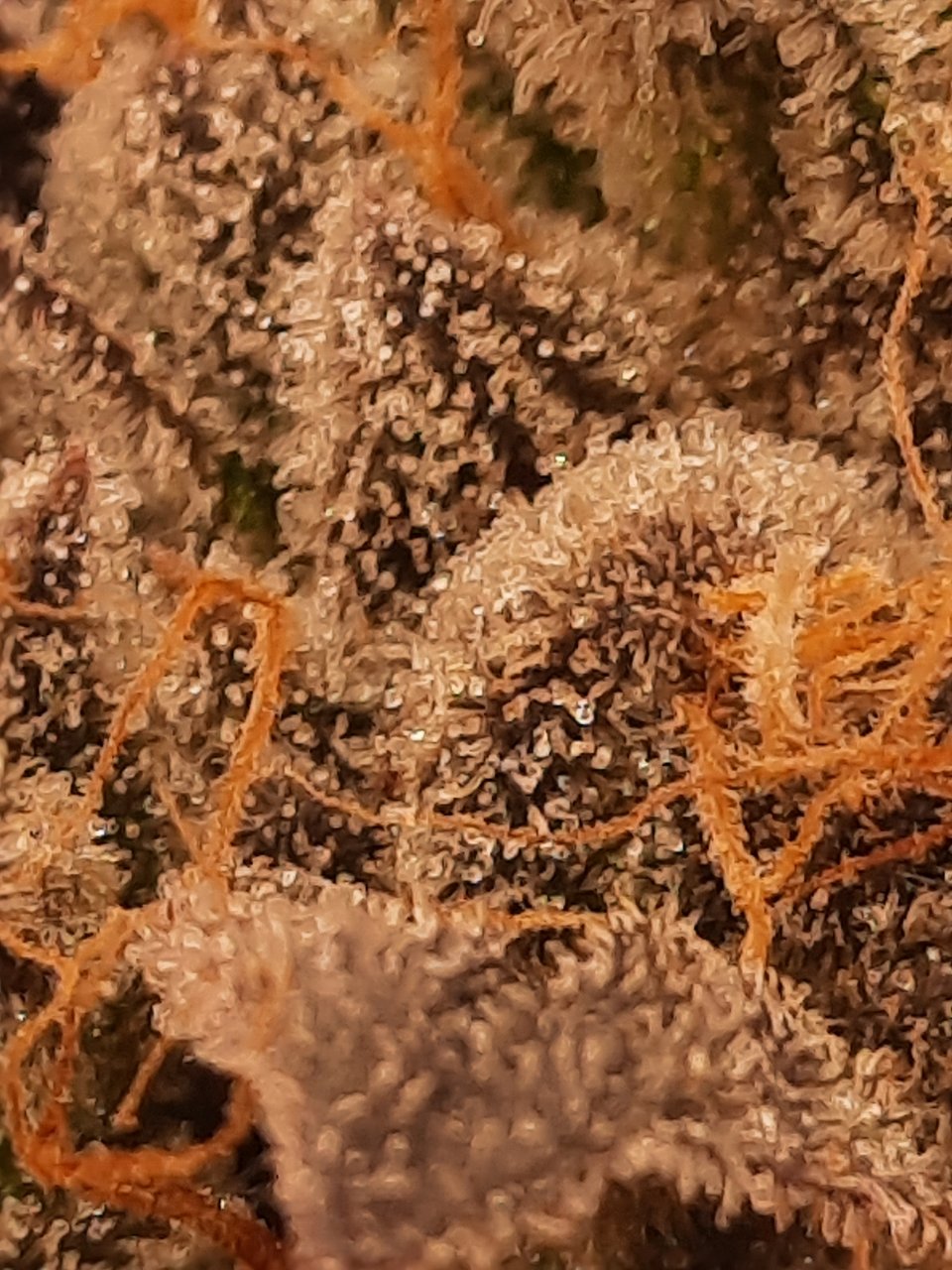 Trichome. Check week 8 day 3. Cake and chem reveg