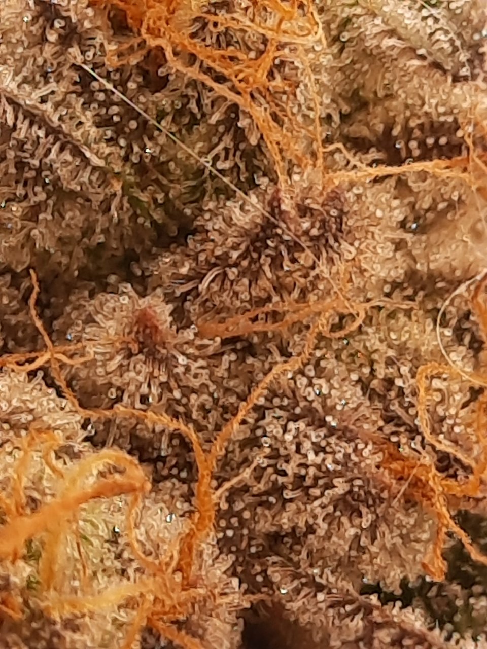 Trichome. Check week 8 day 3. Cake and chem reveg