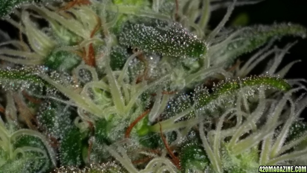 trichome day 59