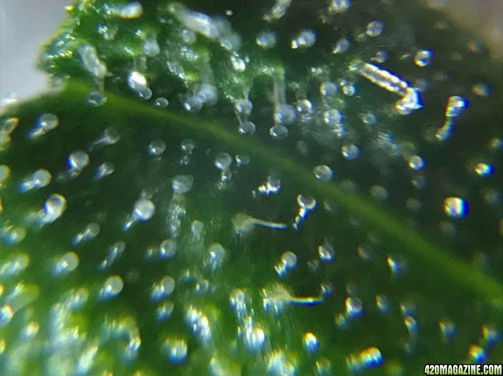 Trichome Photos after 8 weeks of flower