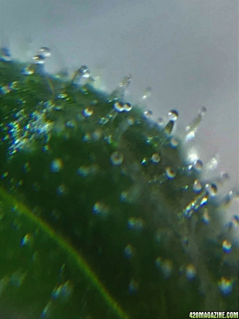 Trichome Photos after 8 weeks of flower