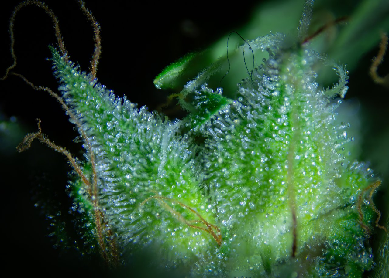 Click sound on and take a look at the wonders of cannabis under a  microscope by @Video Macro! The thousands of shining trichomes create a  beautiful, By Futurama Hydroponics