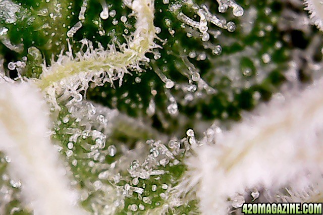 Trichomes Day 45