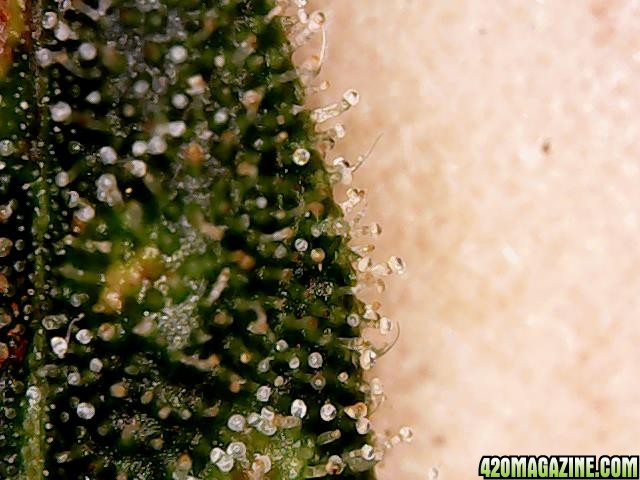 Trichomes Day 66 NL