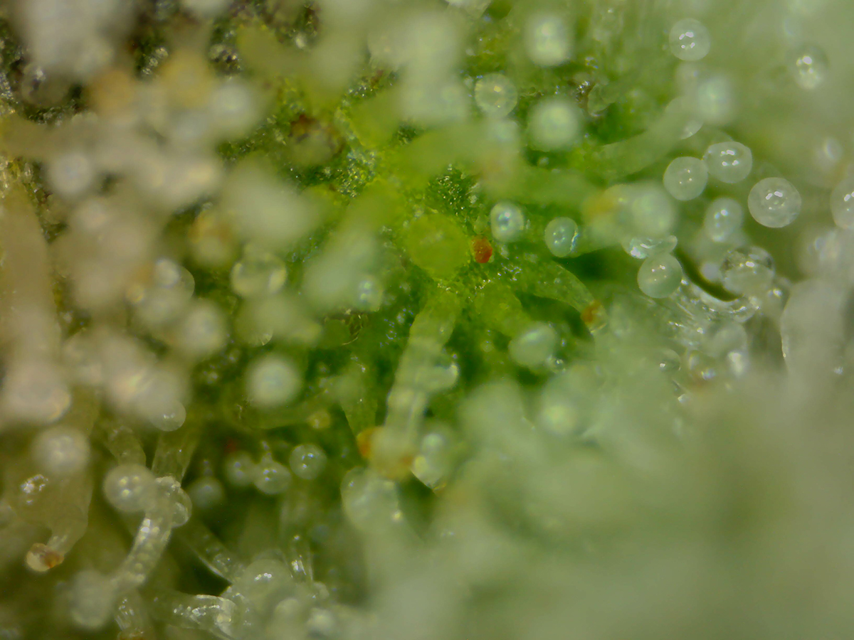Trichomes too!