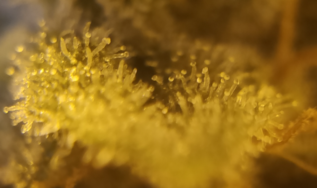 trichomes_week_7_day_1_pic_2