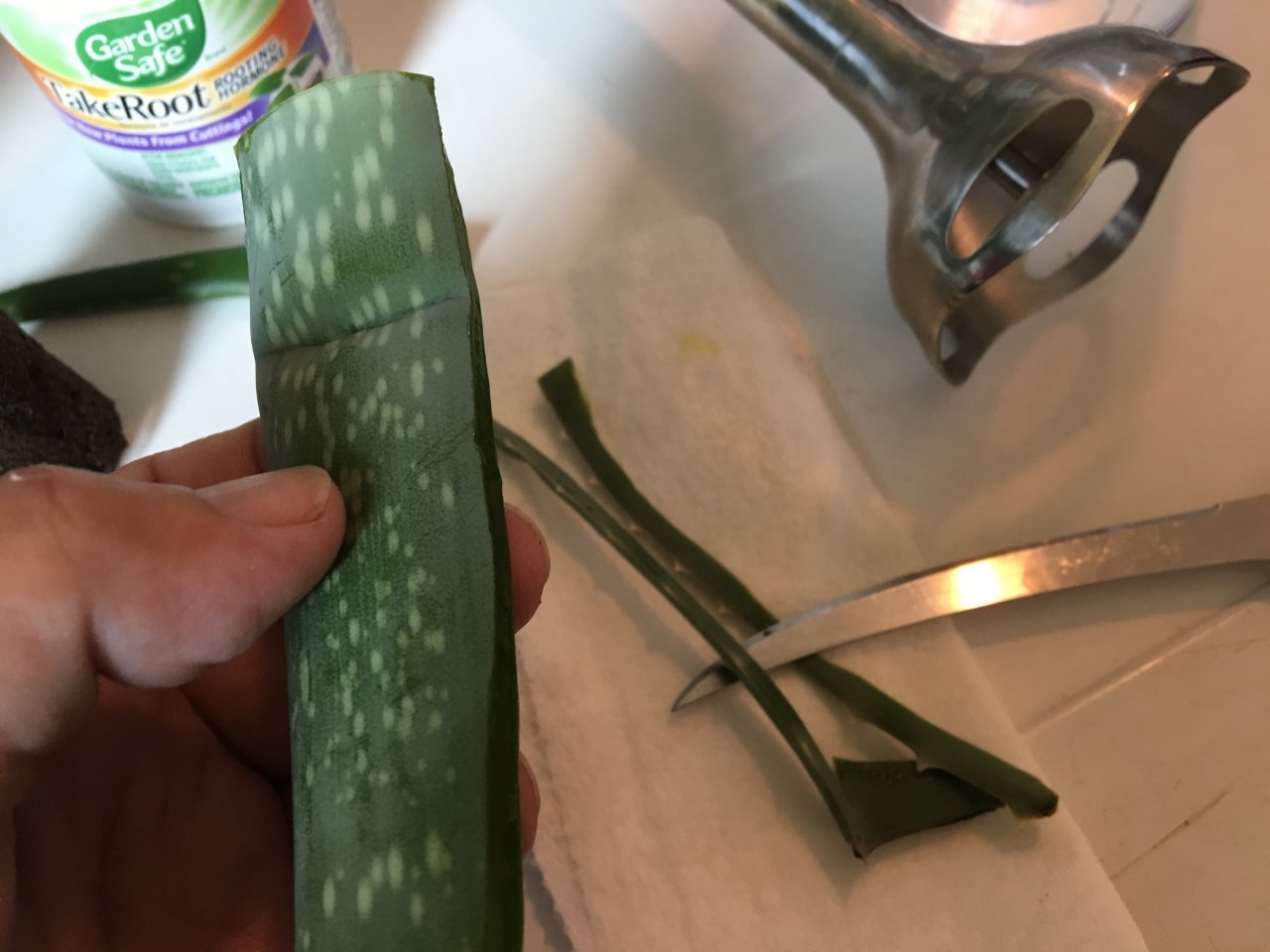 Trim the spines from the aloe fillet