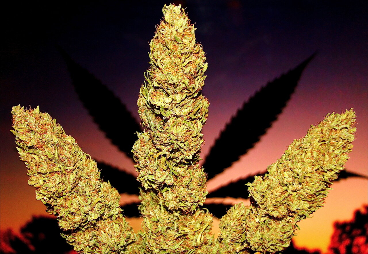 Trio of Jilly Bean Colas w/Cannabis Leaf Background