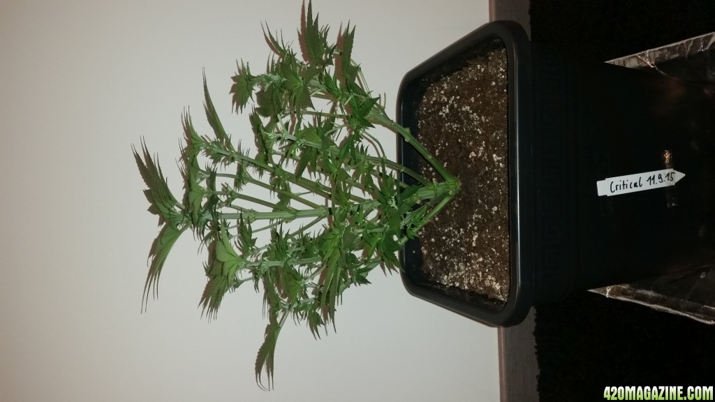 Tris420 1st Grow