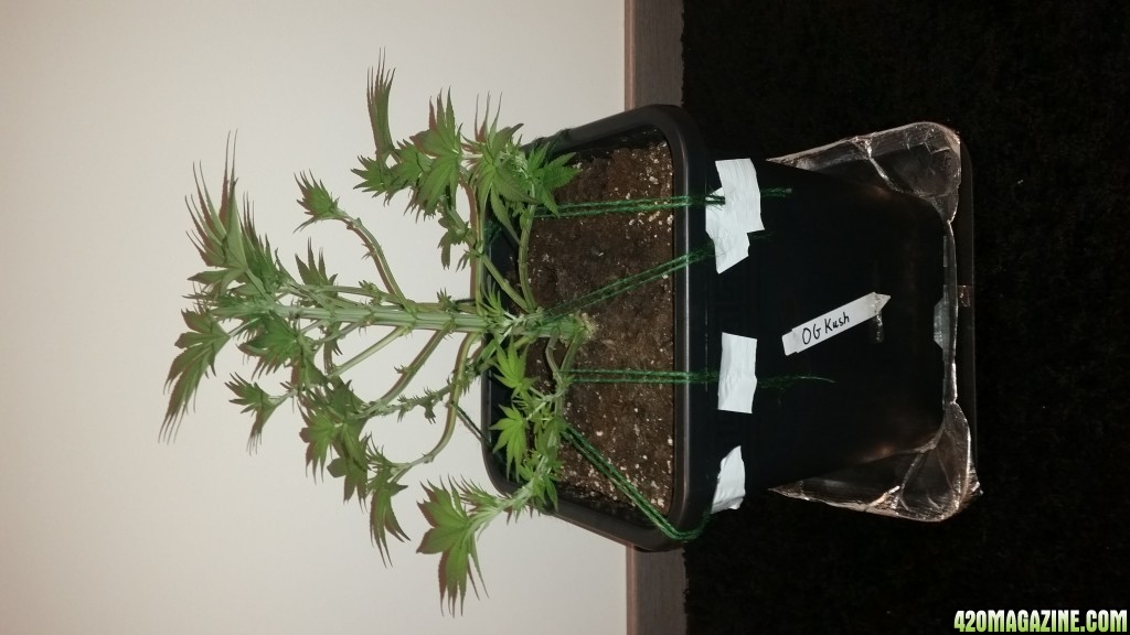 Tris420 1st Grow