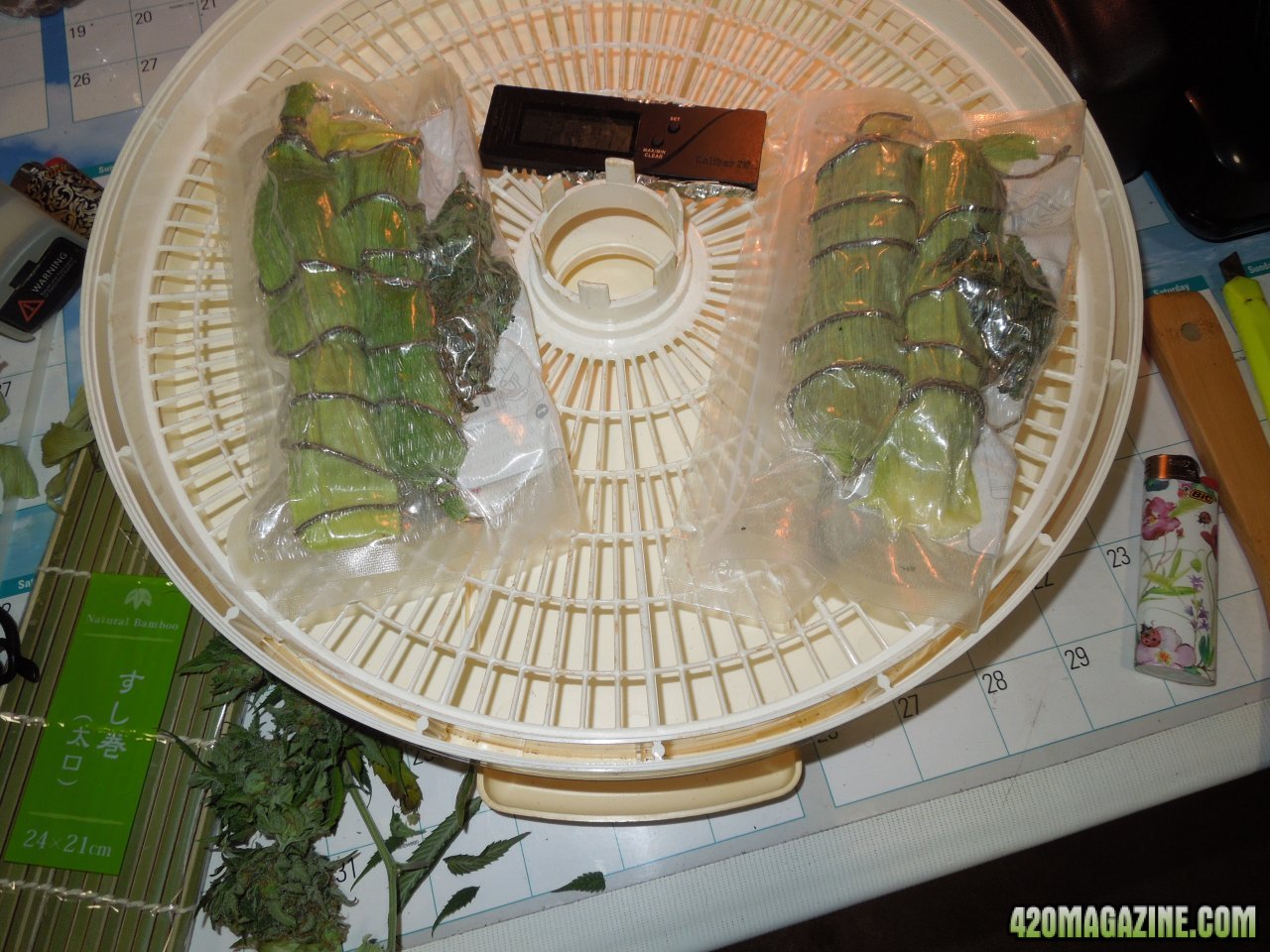 Tut and Plat Gorilla Cobs sealed and in dehydrator 2.jpg