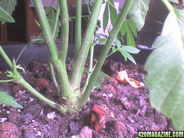 TW mother plant main stem