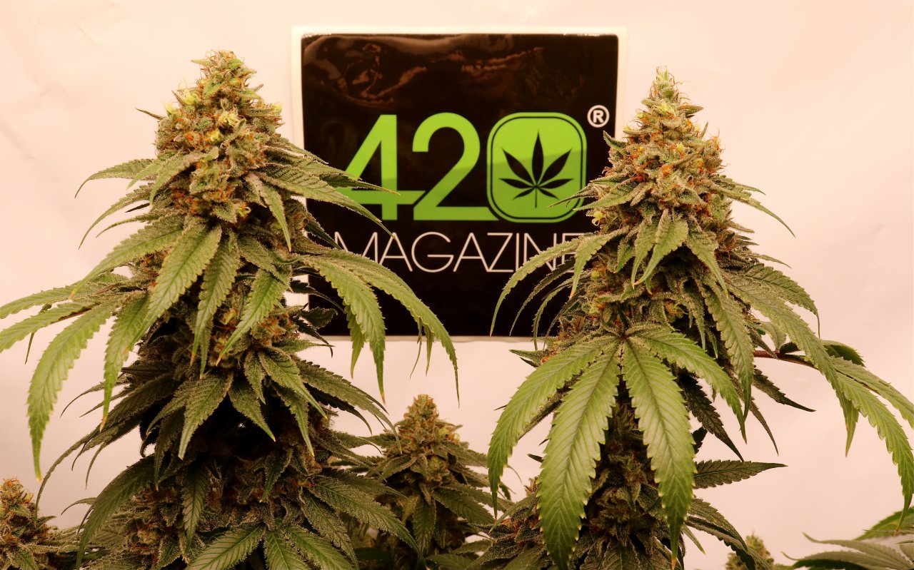 Twin Sager Bloom Haze F2 Colas w/420 Magazine Sticker