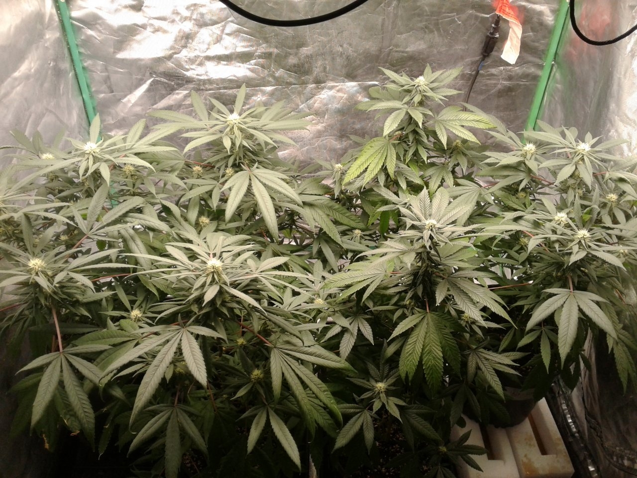 Two days from four weeks flowering