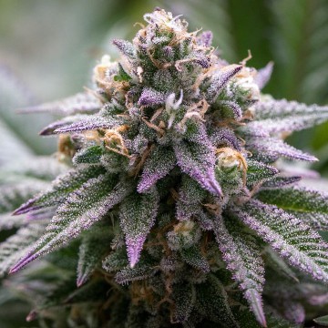 ultra-violet-GMO-growers-choice-fem-hanfsamen-dope.jpg