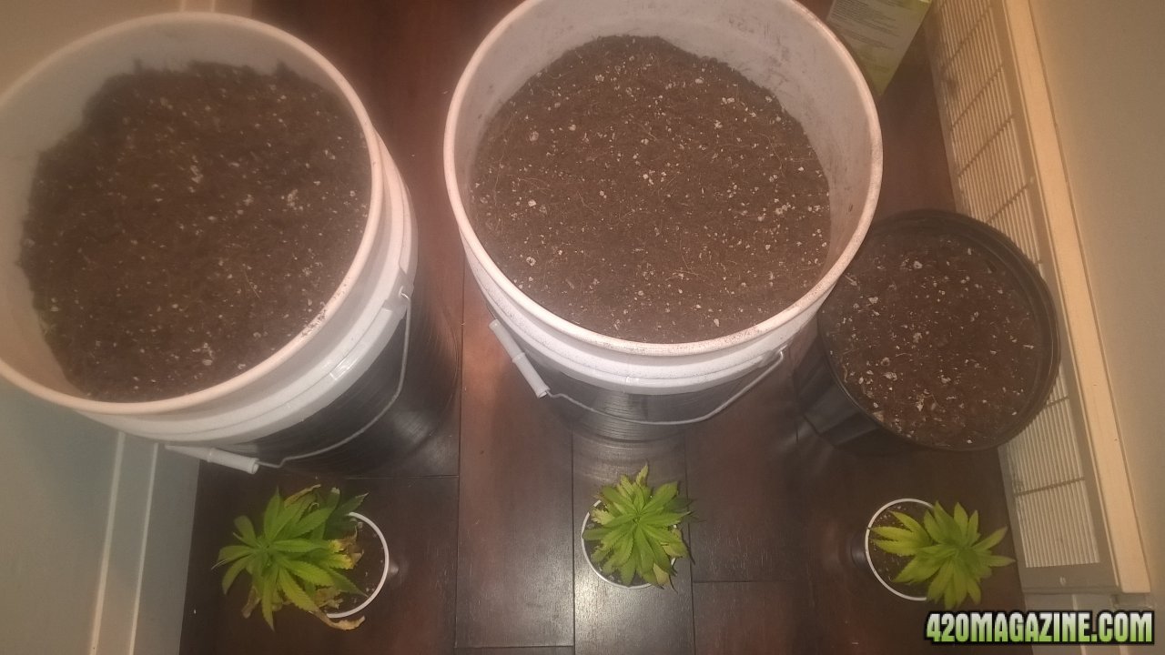unhappy clones and their new homes