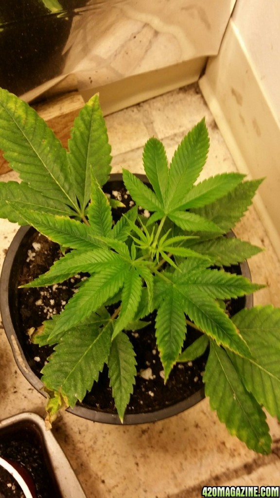 unknown grow