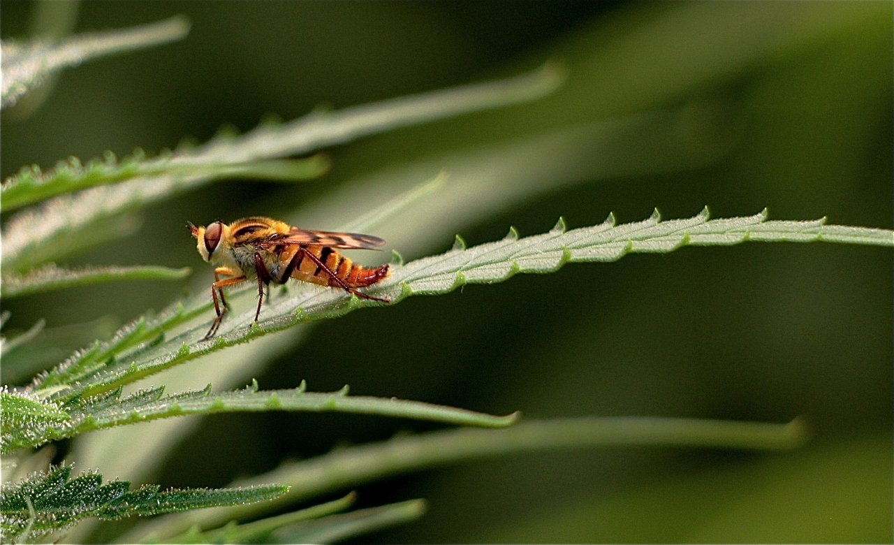 Unknown Insect on Cannabis Leaf-Closeup