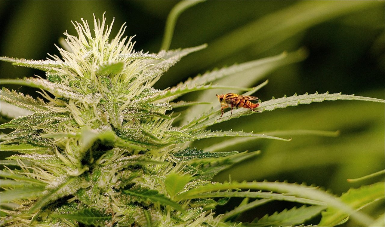 Unknown Insect on Cannabis Leaf