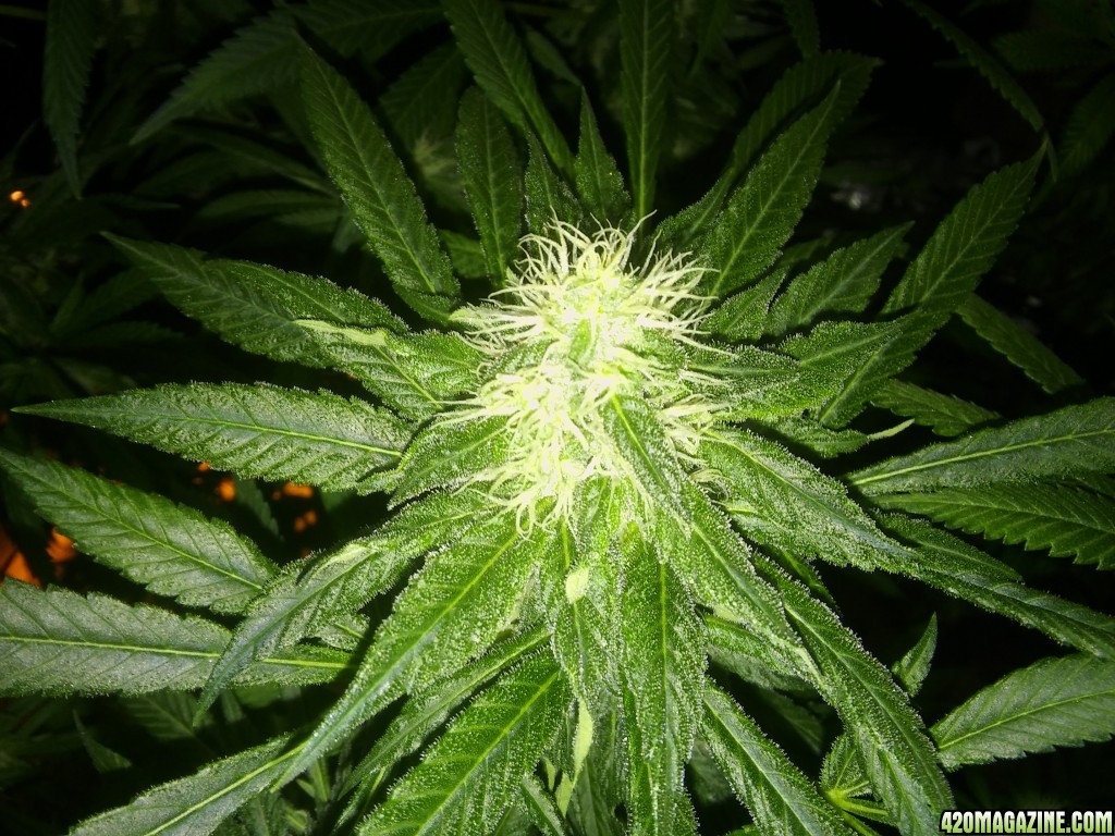 UNKNOWN_SEED_DAY_33E