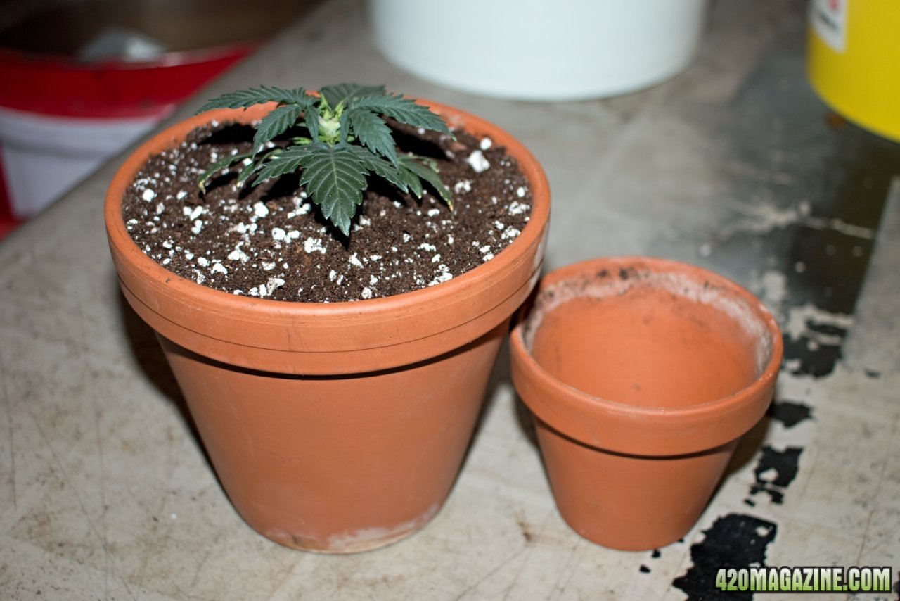 up-potted Cheese auto