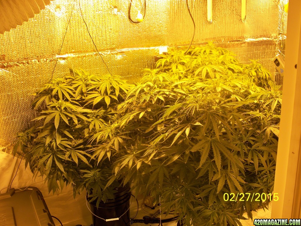 Updated 1st Grow