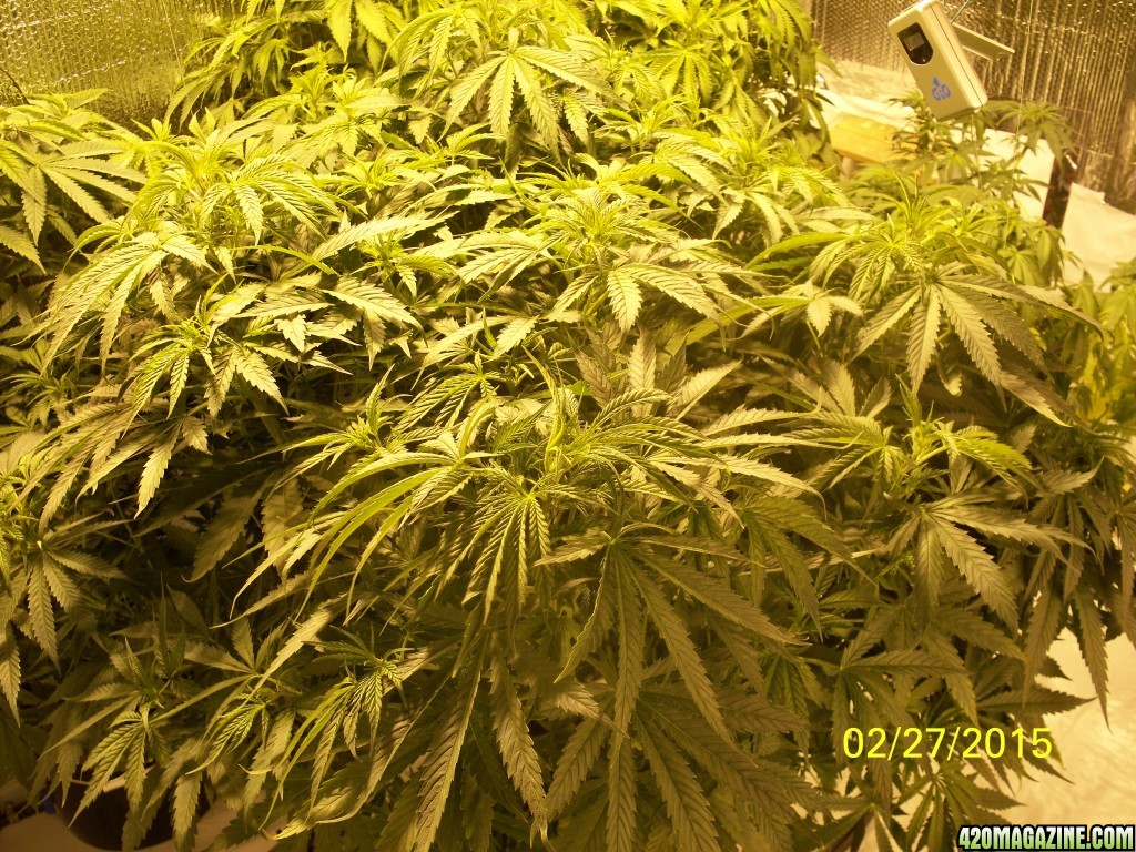 Updated 1st Grow