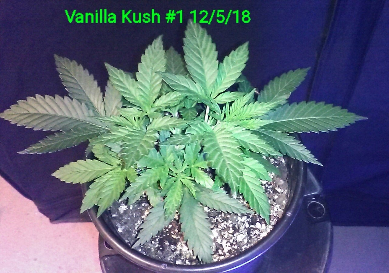 Vanilla Kush #1 12/5/18