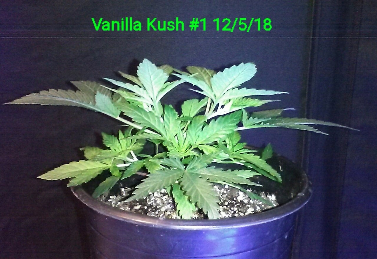 Vanilla Kush #1 side 12/5/18