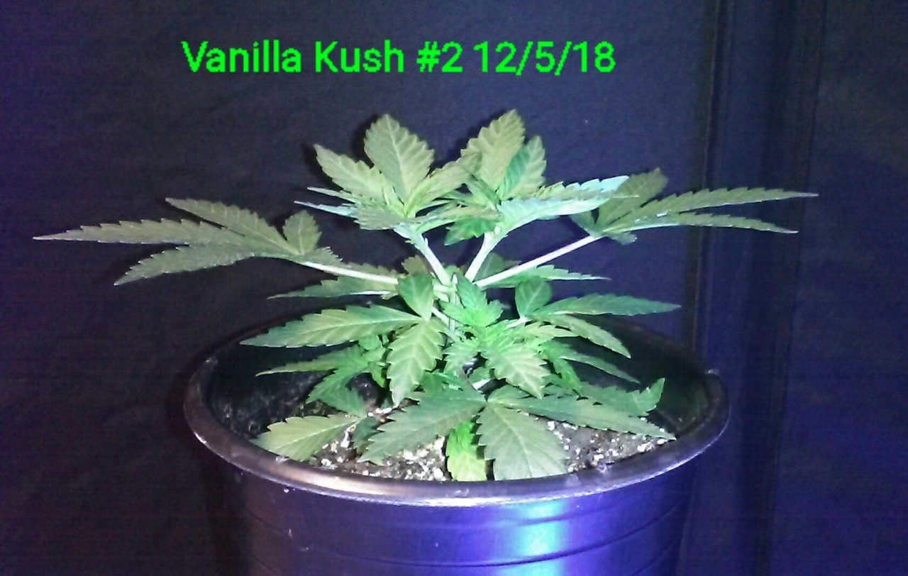 Vanilla Kush #2 12/5/18 side