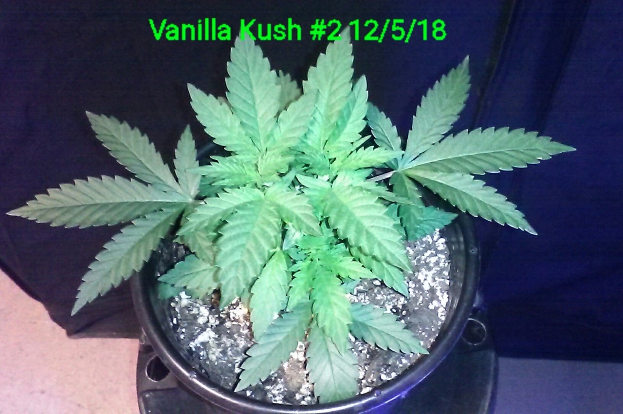 Vanilla Kush #2